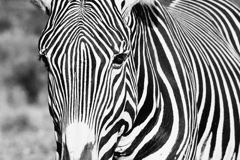 Zebra Stare White Modern Wood Framed Art Print with Double Matting by Walker, Carol