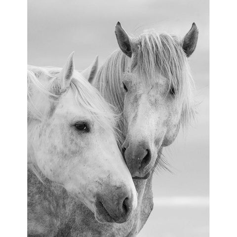 Horse Kisses Black Modern Wood Framed Art Print with Double Matting by Walker, Carol