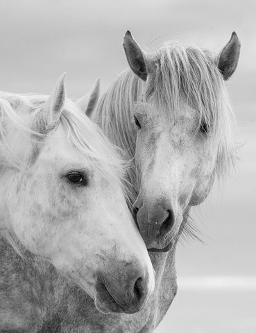 Horse Kisses White Modern Wood Framed Art Print with Double Matting by Walker, Carol