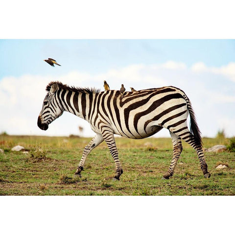 Zebra Ride Black Modern Wood Framed Art Print with Double Matting by Walker, Carol