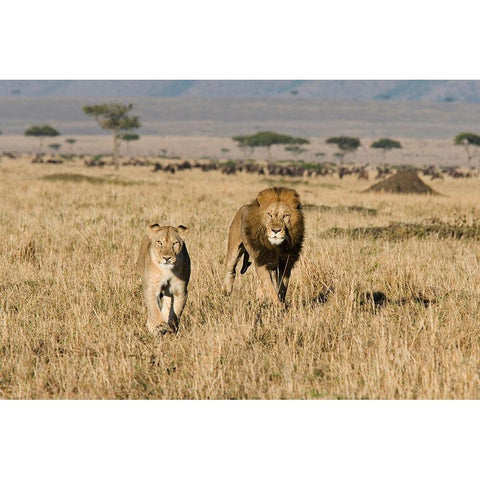 The Lion Chase Gold Ornate Wood Framed Art Print with Double Matting by Walker, Carol