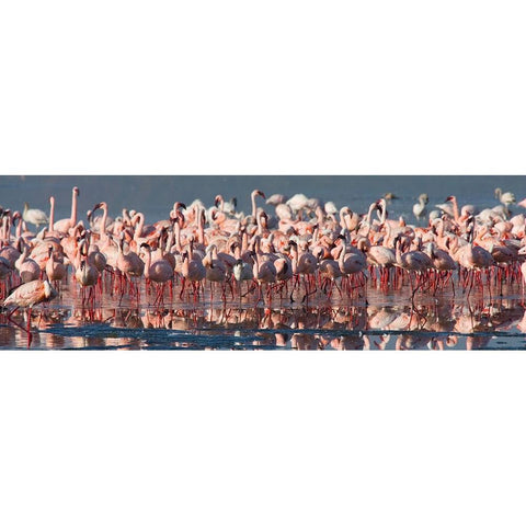 Flamingo Paradise Black Modern Wood Framed Art Print by Walker, Carol