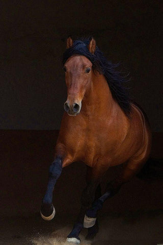 Night Runner Black Ornate Wood Framed Art Print with Double Matting by Walker, Carol