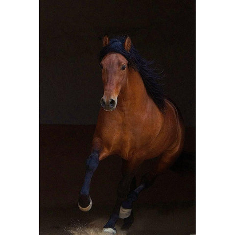 Night Runner Black Modern Wood Framed Art Print by Walker, Carol