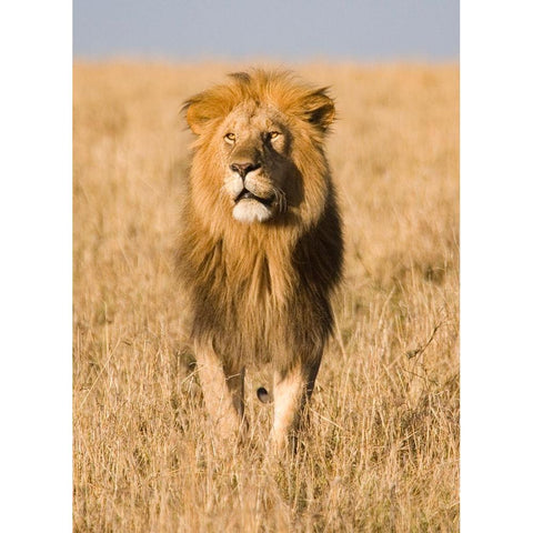 King of The Pride Black Modern Wood Framed Art Print with Double Matting by Walker, Carol