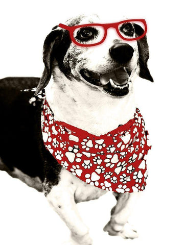 Cool Fella White Modern Wood Framed Art Print with Double Matting by Navas, Emily