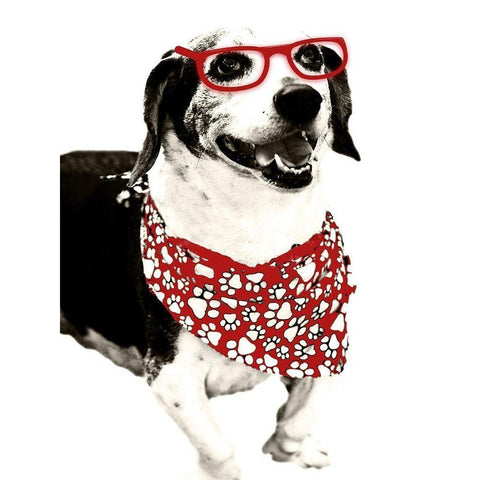 Cool Fella White Modern Wood Framed Art Print by Navas, Emily