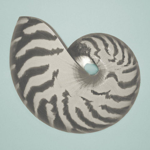 Noir Shell on Teal I White Modern Wood Framed Art Print by Rodriguez, Jairo