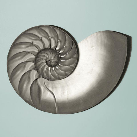 Noir Shell on Teal II Black Ornate Wood Framed Art Print with Double Matting by Rodriguez, Jairo