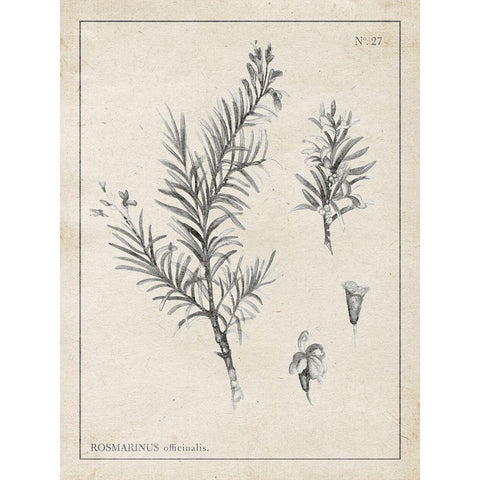 Latin Botanicals I White Modern Wood Framed Art Print by Gaynor, Janice