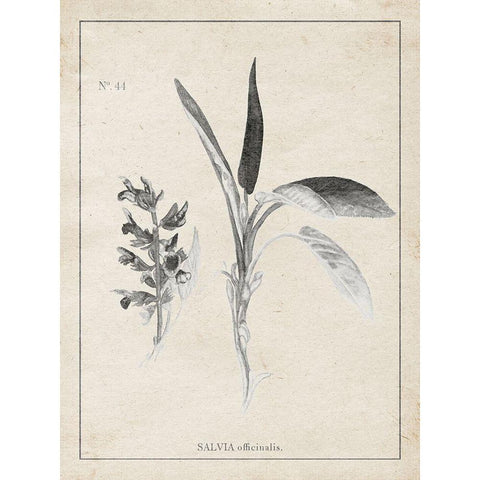 Latin Botanicals II Black Modern Wood Framed Art Print with Double Matting by Gaynor, Janice