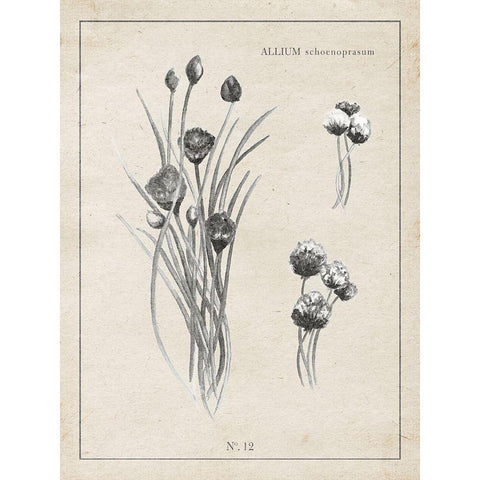 Latin Botanicals III Gold Ornate Wood Framed Art Print with Double Matting by Gaynor, Janice