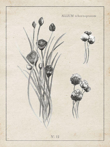 Latin Botanicals III Black Ornate Wood Framed Art Print with Double Matting by Gaynor, Janice