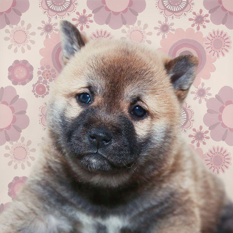 Shiba Inu Portrait Black Modern Wood Framed Art Print by Metz, Andi