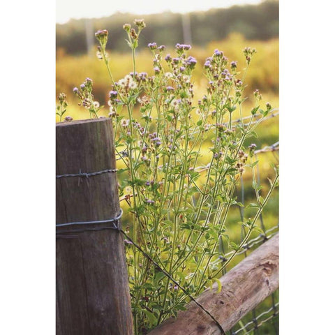 Flowers On The Fence I White Modern Wood Framed Art Print by Peck, Gail