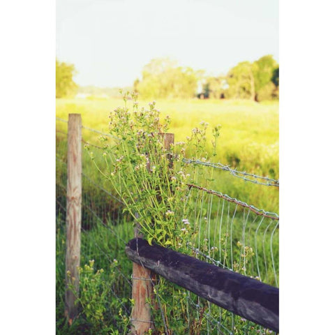 Flowers On The Fence II White Modern Wood Framed Art Print by Peck, Gail