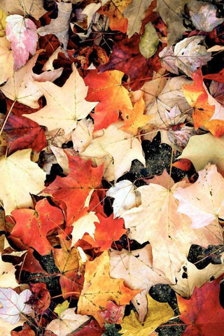 Autumn Falls White Modern Wood Framed Art Print with Double Matting by Peck, Gail
