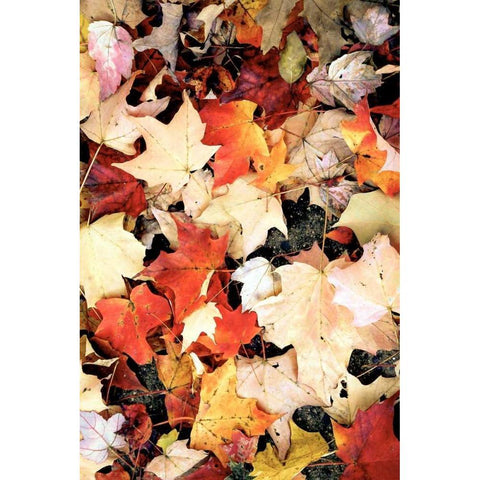 Autumn Falls Black Modern Wood Framed Art Print with Double Matting by Peck, Gail