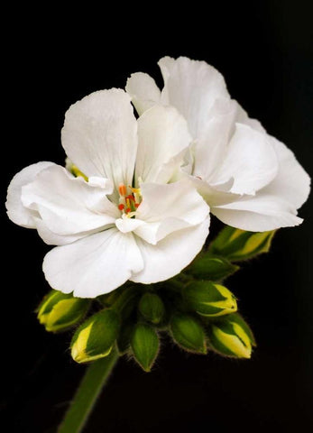 White Blooms White Modern Wood Framed Art Print with Double Matting by Peck, Gail