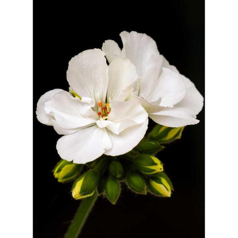 White Blooms Black Modern Wood Framed Art Print with Double Matting by Peck, Gail