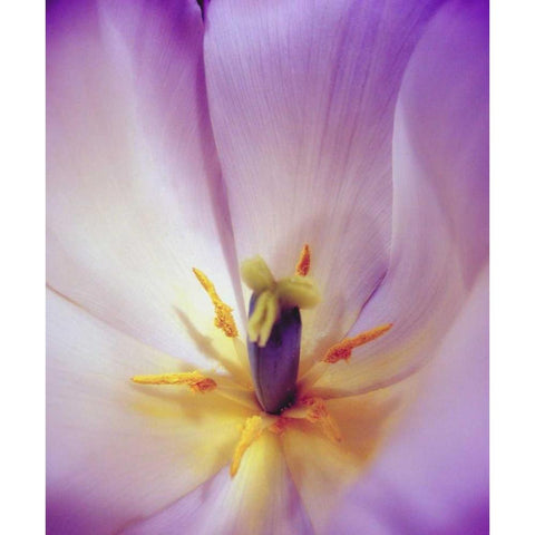Radiant White Modern Wood Framed Art Print by Peck, Gail