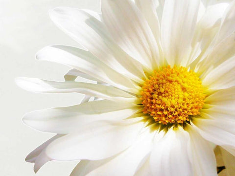 White Floating Daisy White Modern Wood Framed Art Print with Double Matting by Peck, Gail