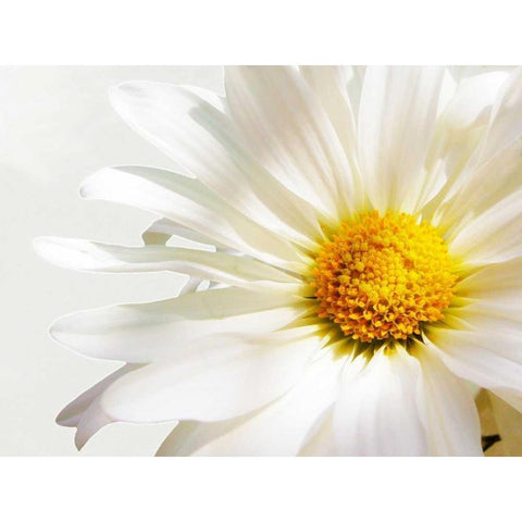 White Floating Daisy Gold Ornate Wood Framed Art Print with Double Matting by Peck, Gail