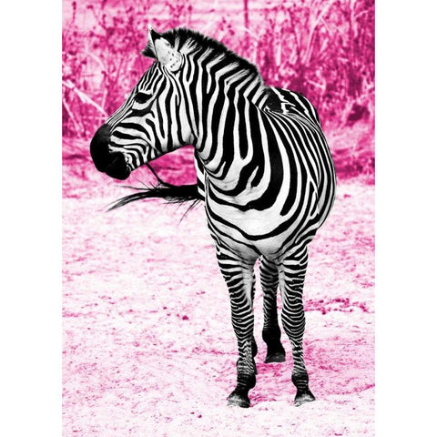 Zebra Set Free Black Modern Wood Framed Art Print with Double Matting by Peck, Gail