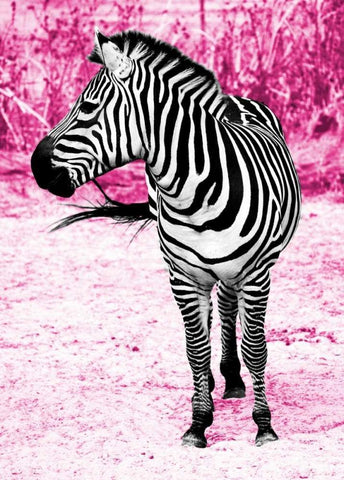 Zebra Set Free Black Ornate Wood Framed Art Print with Double Matting by Peck, Gail