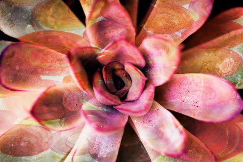 Painted Succulent White Modern Wood Framed Art Print with Double Matting by James, Nola