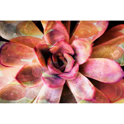 Painted Succulent Black Modern Wood Framed Art Print by James, Nola