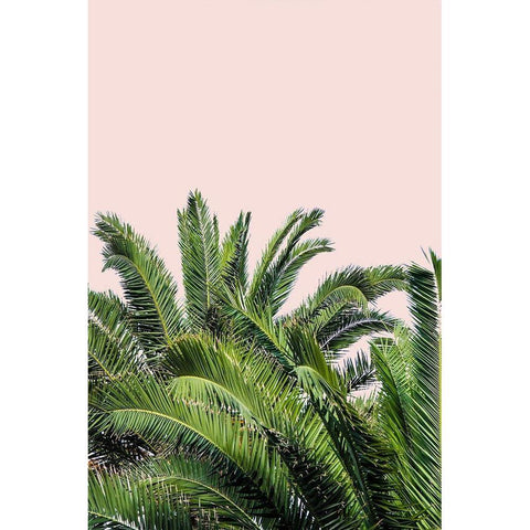 Tropical Leaves on Blush II Black Modern Wood Framed Art Print with Double Matting by Acosta