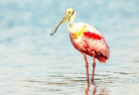 Roseatte Spoonbill White Modern Wood Framed Art Print with Double Matting by Lake, Shelley