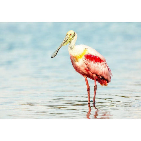 Roseatte Spoonbill Black Modern Wood Framed Art Print with Double Matting by Lake, Shelley