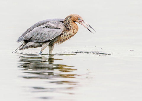 Reddish Egret White Modern Wood Framed Art Print with Double Matting by Lake, Shelley