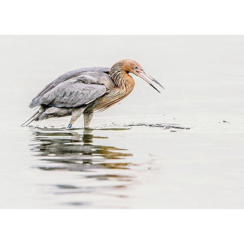 Reddish Egret Black Modern Wood Framed Art Print by Lake, Shelley