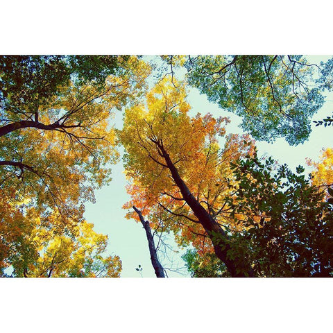 Looking Up Black Modern Wood Framed Art Print with Double Matting by Wilson, Kali