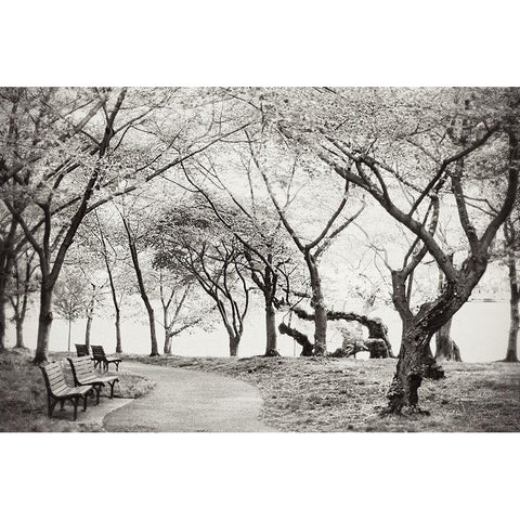 Path Walk White Modern Wood Framed Art Print by Wilson, Kali
