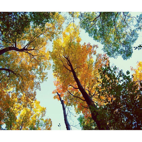 Looking Up Black Modern Wood Framed Art Print by Wilson, Kali