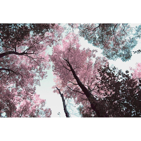 Blooming Cherry Blossom White Modern Wood Framed Art Print by Wilson, Kali
