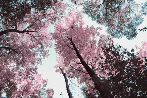 Blooming Cherry Blossom White Modern Wood Framed Art Print with Double Matting by Wilson, Kali
