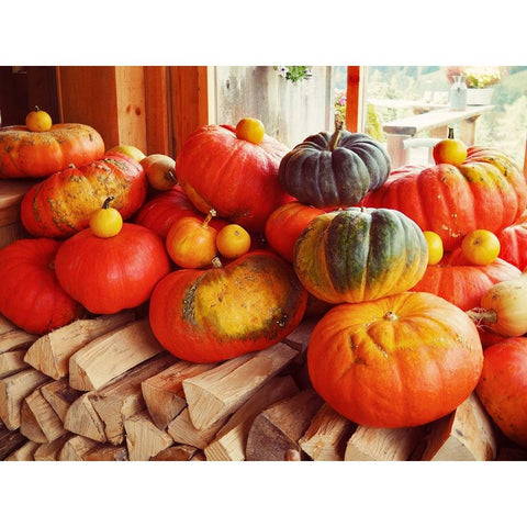 Pumpkins over Wood White Modern Wood Framed Art Print by Hyler, JB