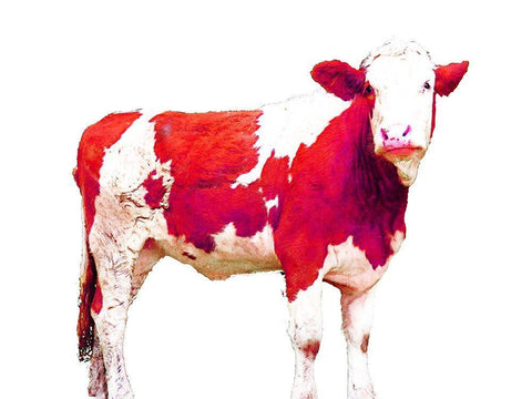 Bright Red Swiss Cow White Modern Wood Framed Art Print with Double Matting by Hyler, JB