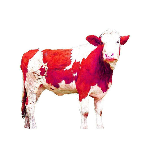 Bright Red Swiss Cow White Modern Wood Framed Art Print by Hyler, JB