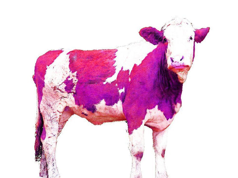 Bright Violet Swiss Cow Black Ornate Wood Framed Art Print with Double Matting by Hyler, JB