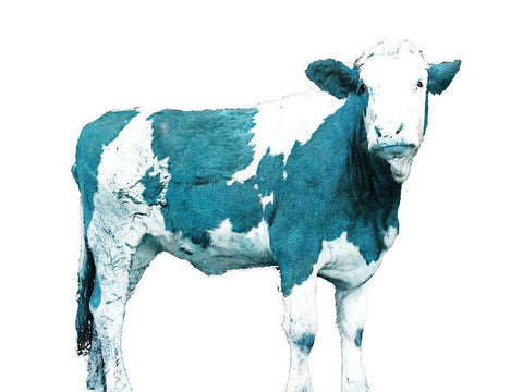 Bright Blue Swiss Cow Black Ornate Wood Framed Art Print with Double Matting by Hyler, JB