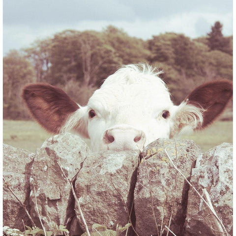 Peek-a-Boo Cow White Modern Wood Framed Art Print by Hyler, JB