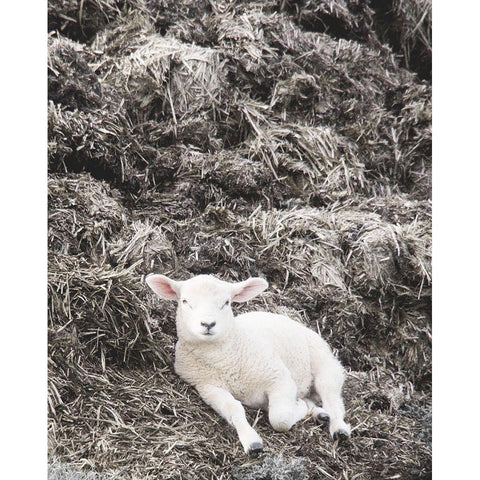 Sheep Vibes Gold Ornate Wood Framed Art Print with Double Matting by Hyler, JB