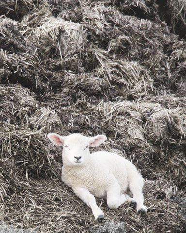 Sheep Vibes White Modern Wood Framed Art Print with Double Matting by Hyler, JB