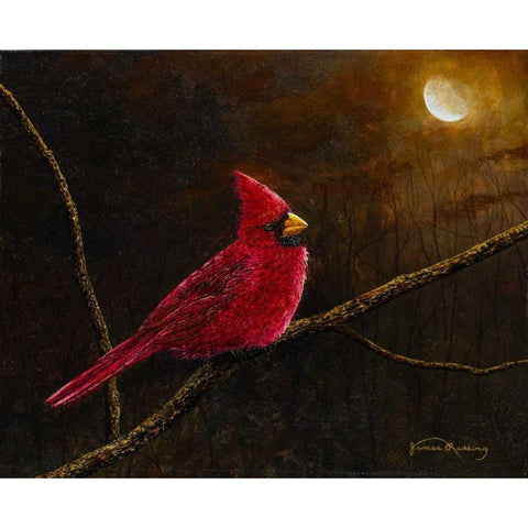 Cardinal In The Moonlight Black Modern Wood Framed Art Print by Redding, James